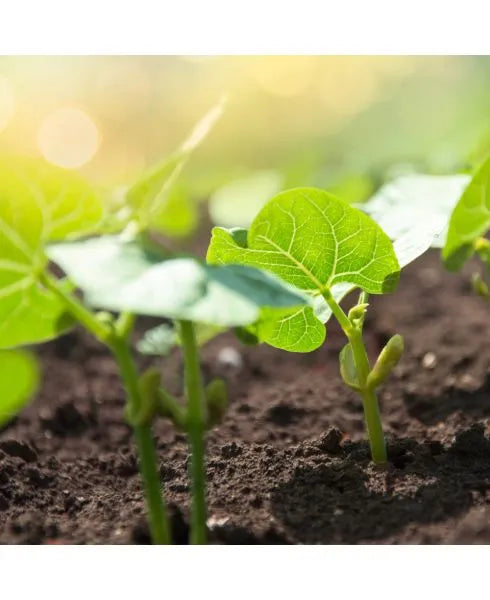 Premier Glutathione Complex