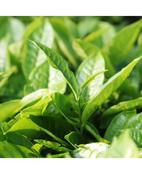 Premier Green Tea Extract