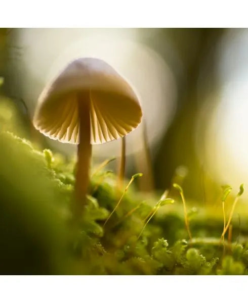 Premier Fermented Mushroom Blend