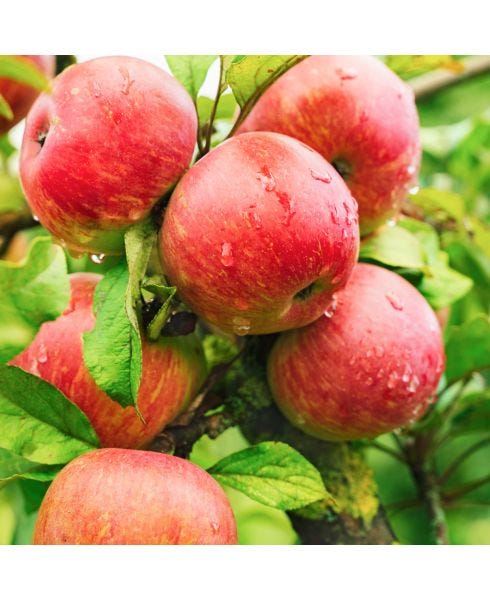 Premier Apple Cider Vinegar