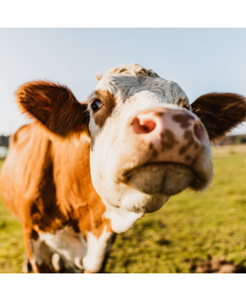 GrassFed Colostrum-IgG™ Powder