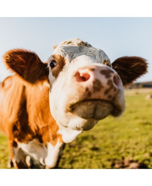 GrassFed Colostrum-IgG™