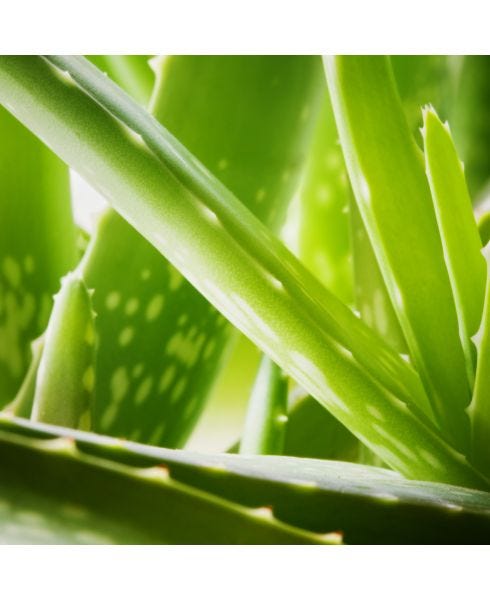 Aloe Powder-Mixed Berry Flavor