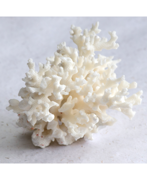 Premier Calcium Magnesium Plus