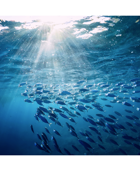 EPA/DHA Marine Liquid