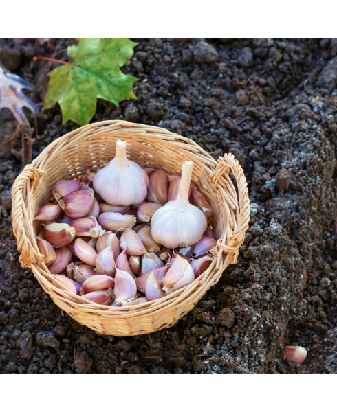 Premier B.P. Complex™