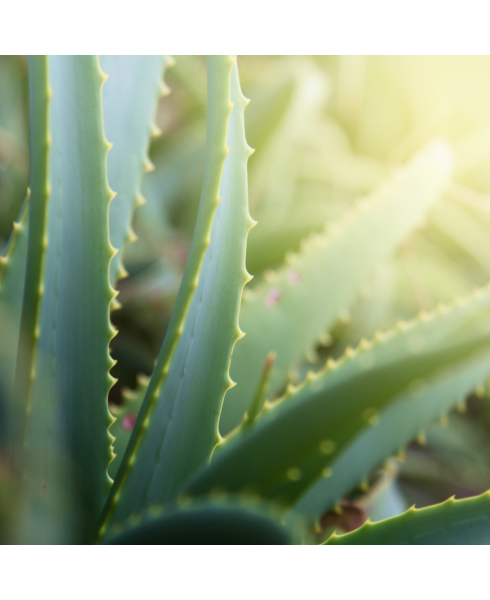 Premier Aloe