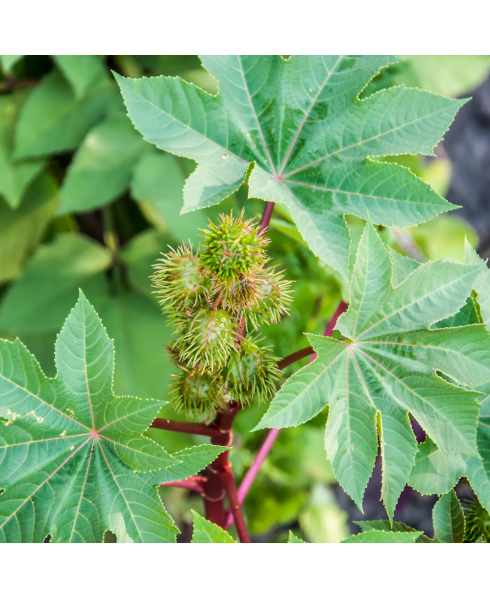 Premier Organic Castor Oil